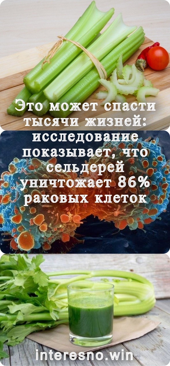 Это может спасти тысячи жизней: исследование показывает, что сельдерей уничтожает 86% раковых клеток вкусные рецепты,полезные советы,разное