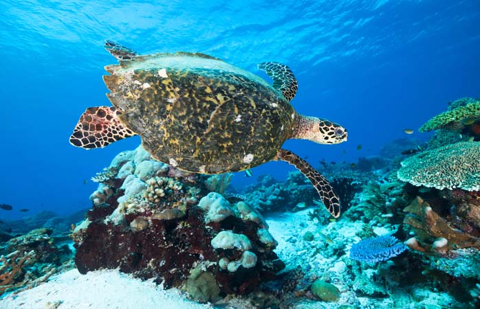 Черепаха бисса занимается своим делом, коралловый риф в Индонезии
