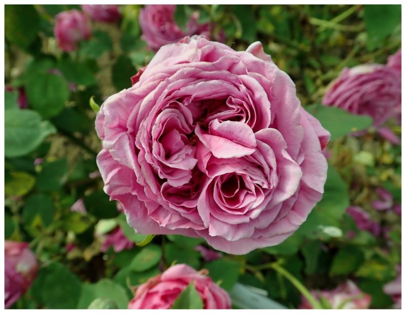 15 самых красивых фиолетовых роз и их виды характеристикиЦвет, смРазмер, цветка, смМорозоустойчивость, требует, укрытия, зонаЦветение, цвета, ароматом, цветки, имеют, крупные, весны, фиолетового, цветов, очень, обладает, имеет, всего, заболеваниям