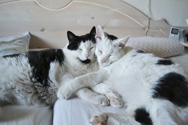 кошки которые умеют любить, кошачья любовь