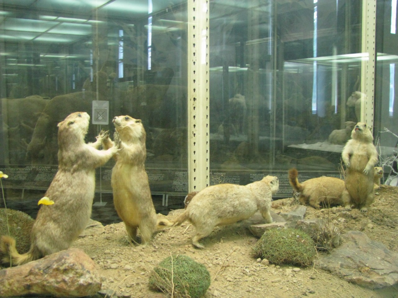 зоологическим музей питер