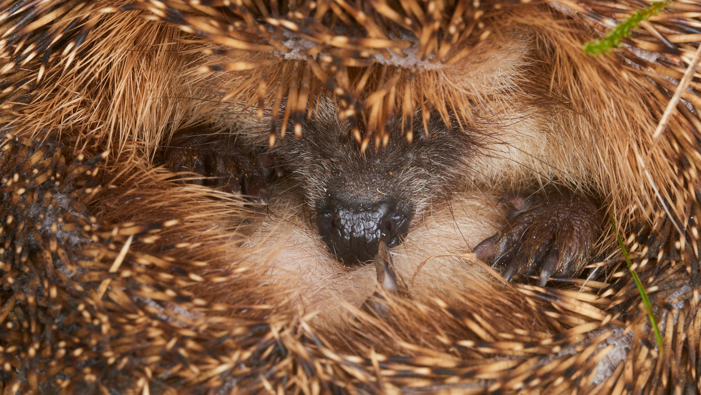 еж, зима, иголки