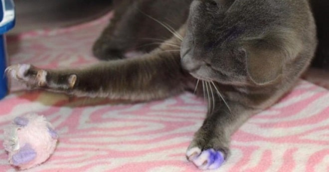 Кот играет с комком 