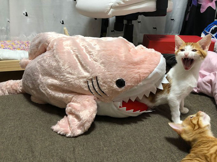 кот и игрушечная акула