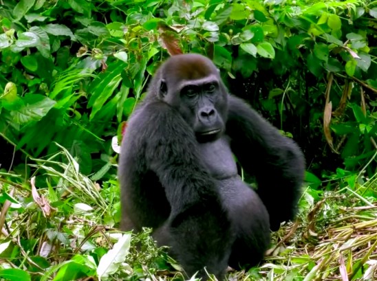 7-gorilla-chilling