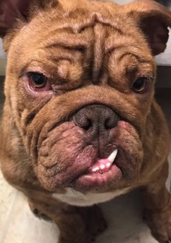 Собака с клыком