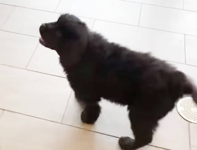 Собака стоит