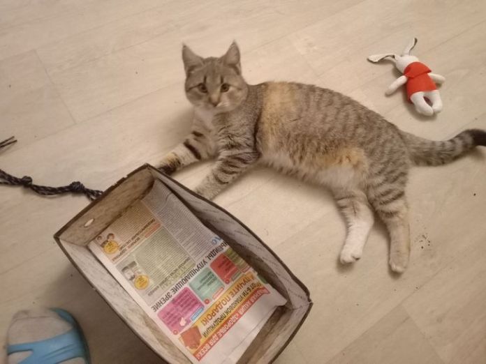 Без кота и жизнь не та