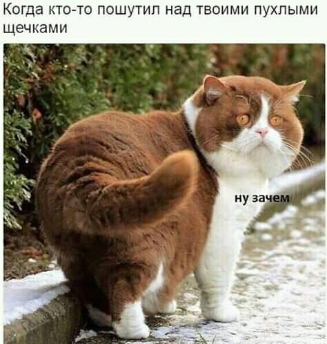 Муркотушки! демотиваторы,животные,позитив,Смешные животные