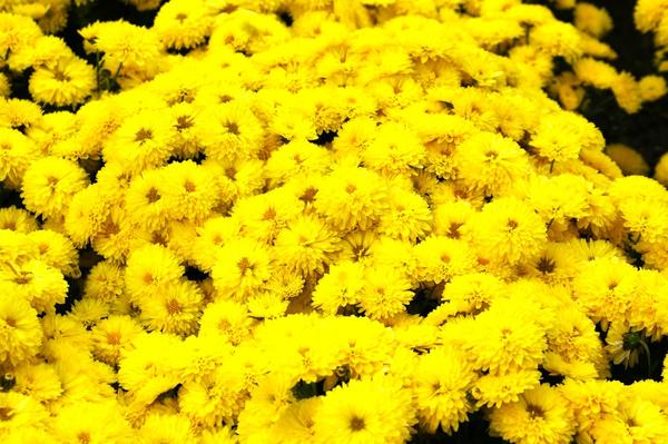 Хризантема садовая сорт Axima yellow Хризантема садовая сорт Axima yellow