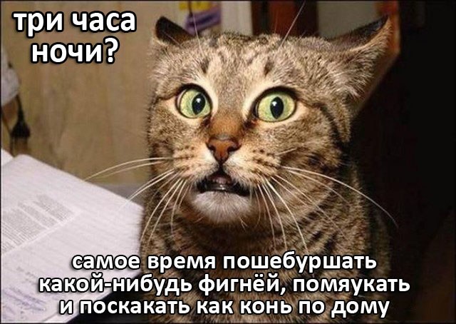 Котоматоица. Мысли вслух :) 