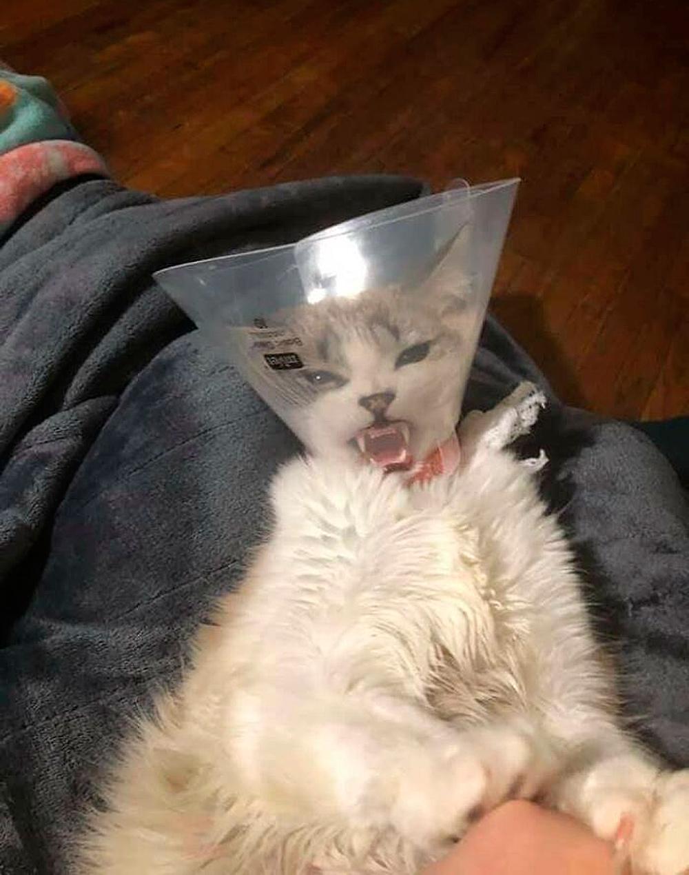 Смешные фото животных с очень грозным видом evergreen,format-article,noindex,Развлечения