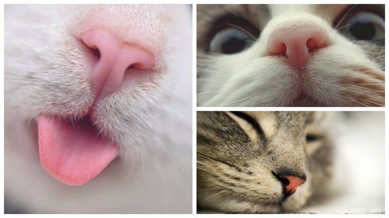 25 кошачьих носиков для повышения уровня счастья в организме домашние животные, животные, коты, кошки, морда, нос, носики, фото кошек