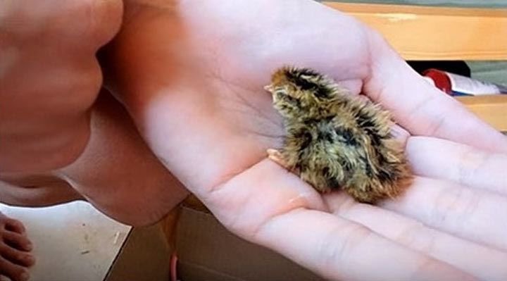 Купив перепелиное яйцо, она положила его к попугаю, чтобы посмотреть, что произойдет Купив перепелиное яйцо, она положила его к попугаю, чтобы посмотреть, что произойдет животные,питомцы,факты