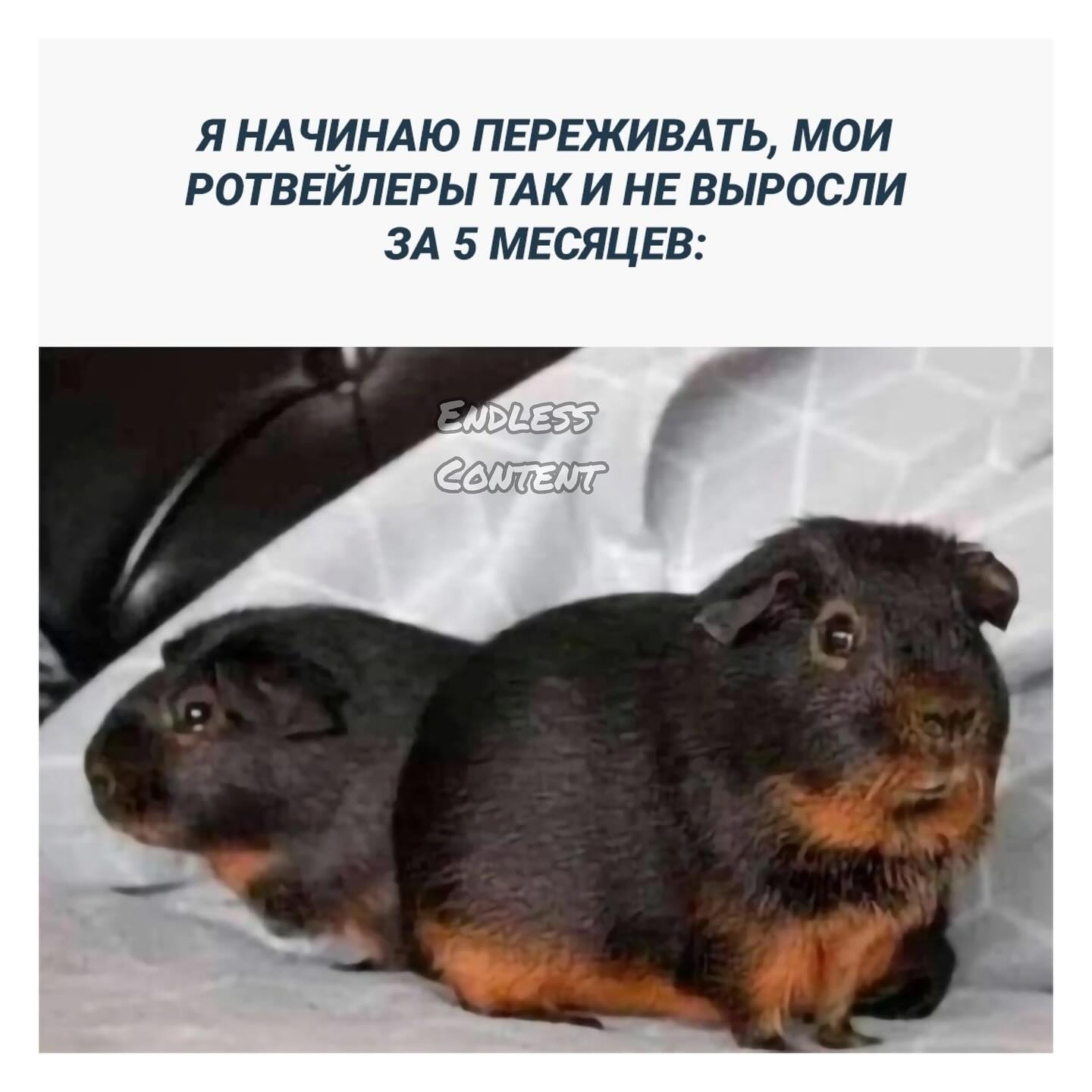 Обычная награда за хорошо выполненную работу - это еще больше работы Обычная награда за хорошо выполненную работу - это еще больше работы девушку, чужих, новых, закончим, пожалуй, прилагается, женам, чужим, предпочитаете, зовут, Почему, Ржевский, Поручик, Куплю, только, откликается, Анжела, встреч