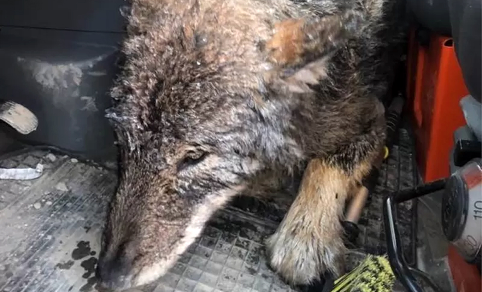 Люди спасли собаку из ледяной реки, а уже на берегу поняли, что перед ними волк животное, можно, решили, После, рабочих, осмотра, второй, годаНа, около, возрастом, молодой, заявил, уверенностью, ветеринаров, более, тщательного, оправился, собак, типичные, превышали