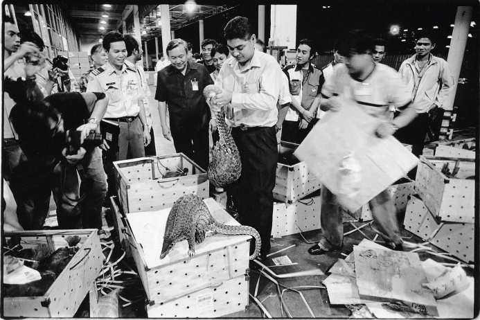 Таможенники перехватили в аэропорту Бангкока партию панголинов. 102 контейнера с этими ящерами должны были отправиться в Китай, где они считаются деликатесом и используются для изготовления лекарств. Европа тоже не отстает. На фото слева — коллекция «вещдоков», собранных лондонской полицией