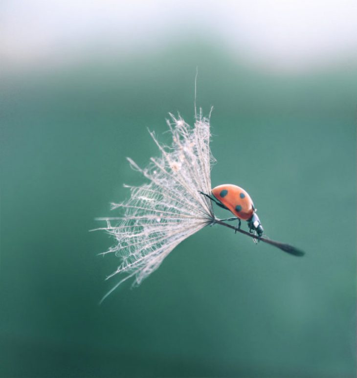 20 фотографий, на которые смотришь и глазам не веришь