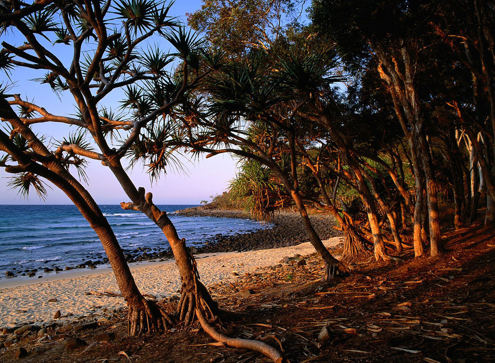 Чайные деревья, Квинсленд