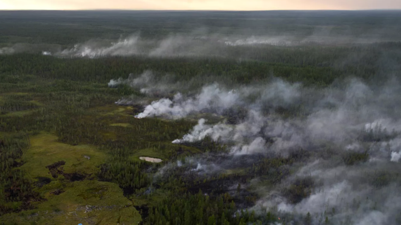 Леса в Гаринском и Сотринском лесничествах назвали самыми пожароопасными в Свердловской области