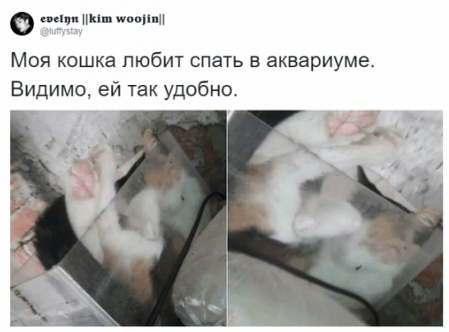 Коты — самые няшные и странные существа существа, получше, странных, няшных, множество, набралось, моментально, поддержали, питомцев, своих, фотографиями, делиться, предложил, своего, понять, решил, удивительные, Аргентины, сети из, пользователь