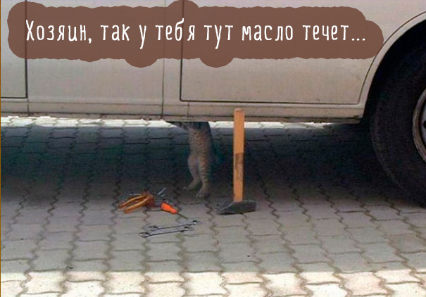 Картинки этих смешных котов развеселят вас за 1 минуту