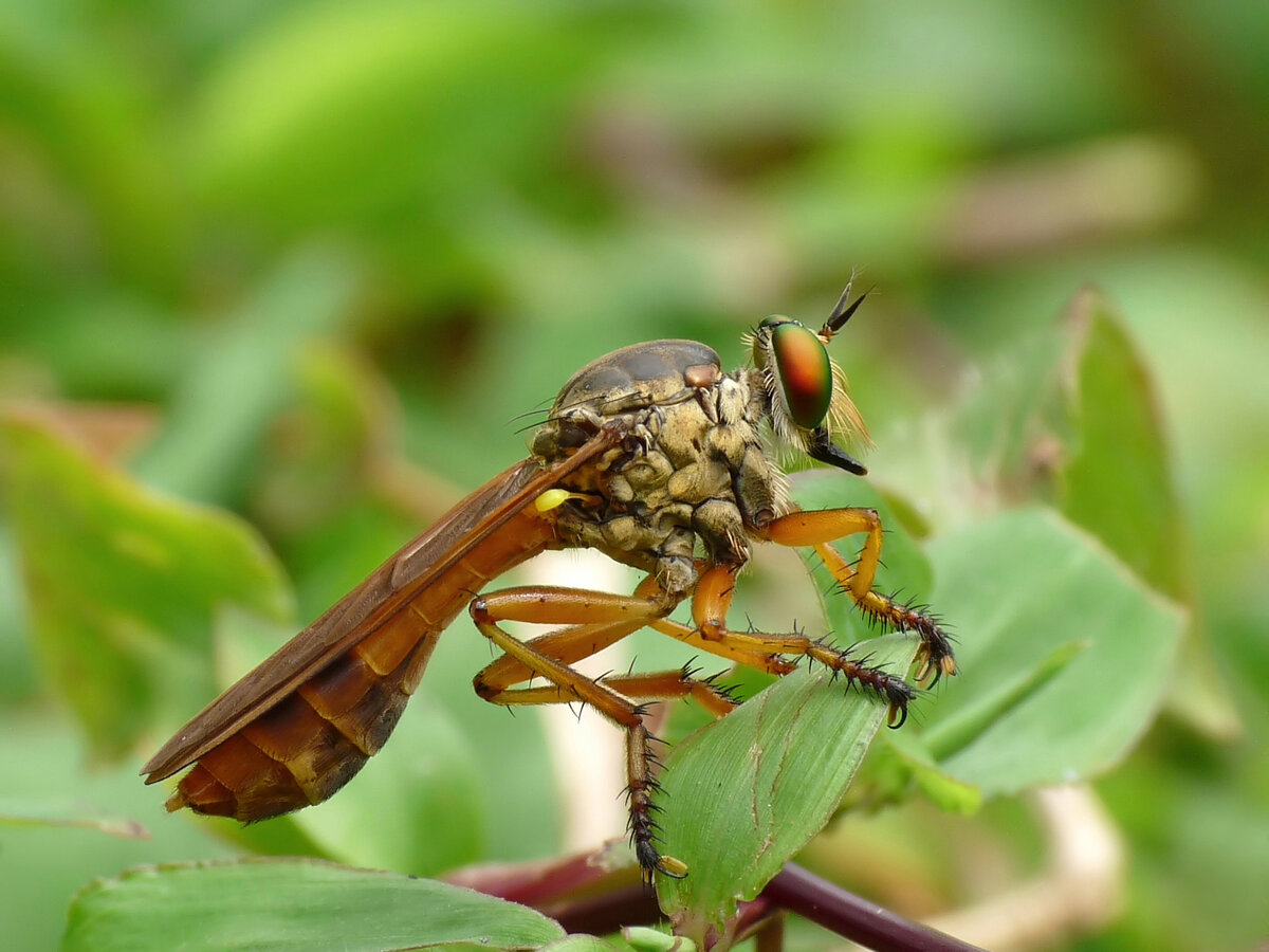 Ктырь Michotamia aurata. Автор: © 2010 Jee & Rani Nature Photography