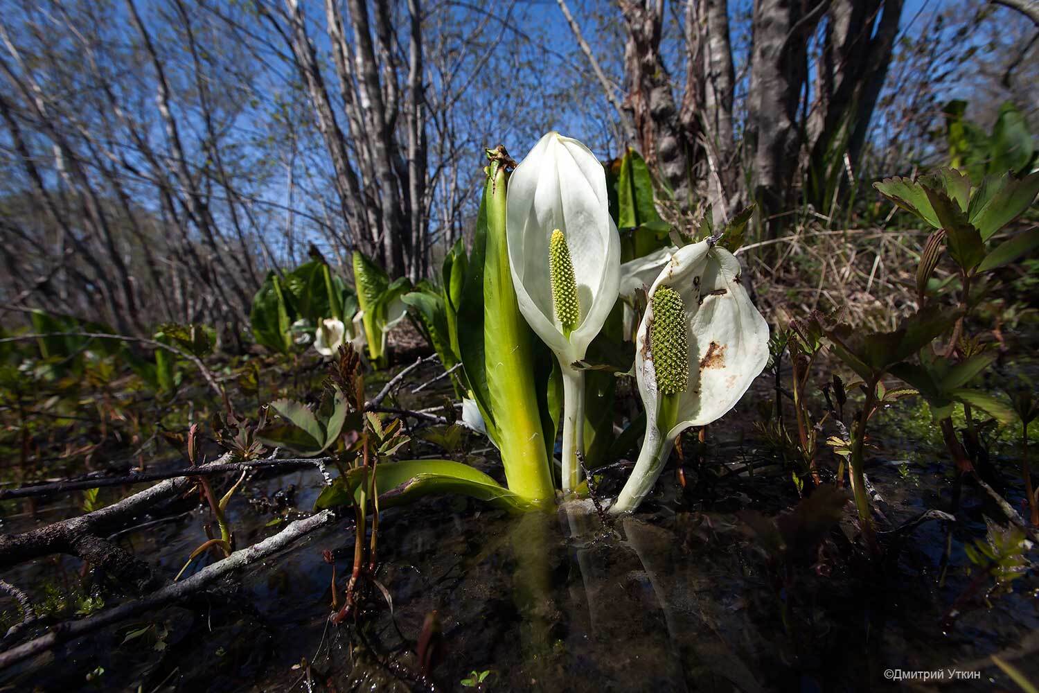 Лизихитоны Лизихитоны