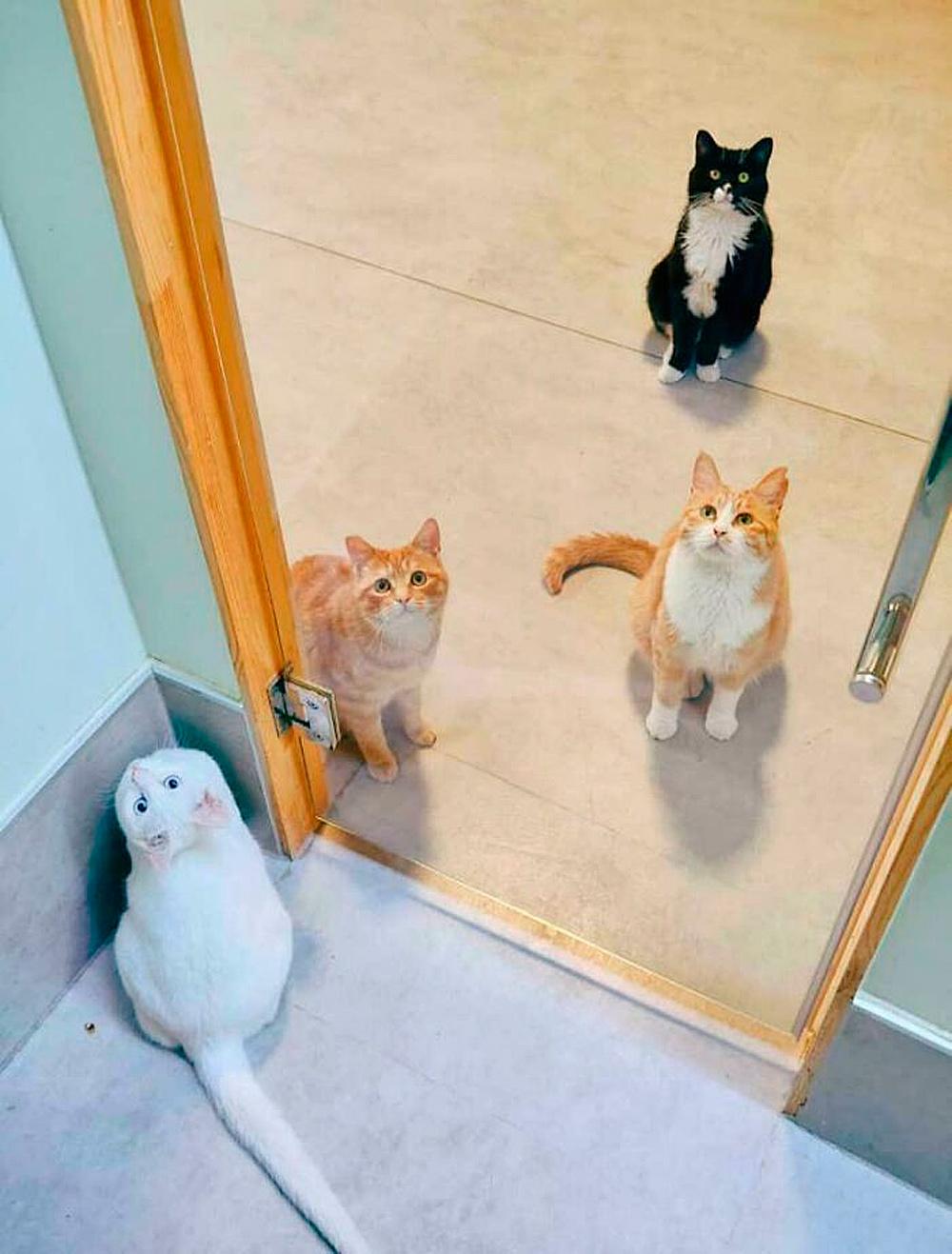 Очень смешные коты, которые собрались на совещание  evergreen,format-article,noindex,Развлечения