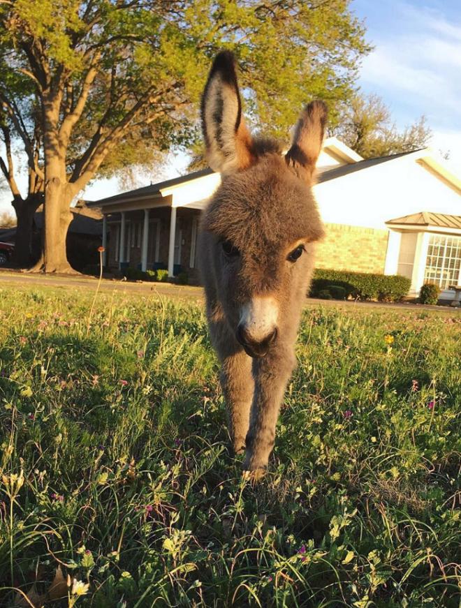 Ослик во дворе