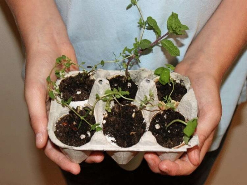 Всё гениальное просто! Лунки для посева: Лук, морковь, редиска взойдут через неделю! Всё гениальное просто! Лунки для посева: Лук, морковь, редиска взойдут через неделю! домашний очаг,идеи для дачи,рукоделие,своими руками,сделай сам