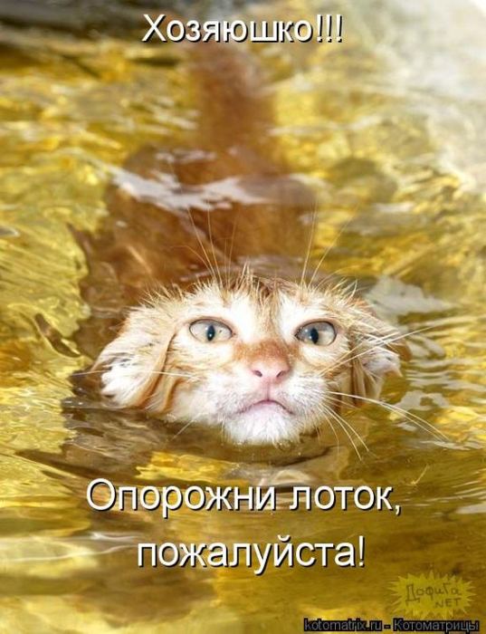 Котоматрица. Мысли вслух :) 