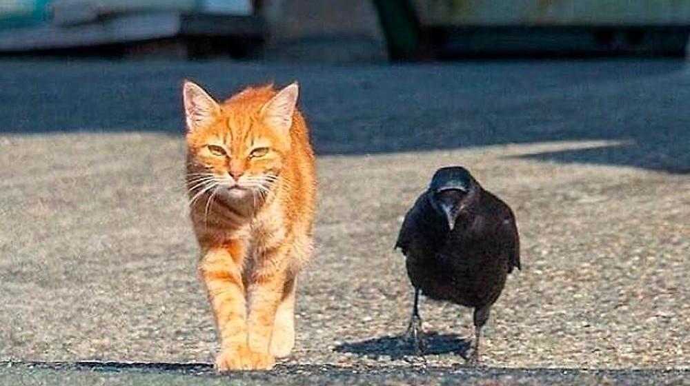 Смешные фото животных с очень грозным видом