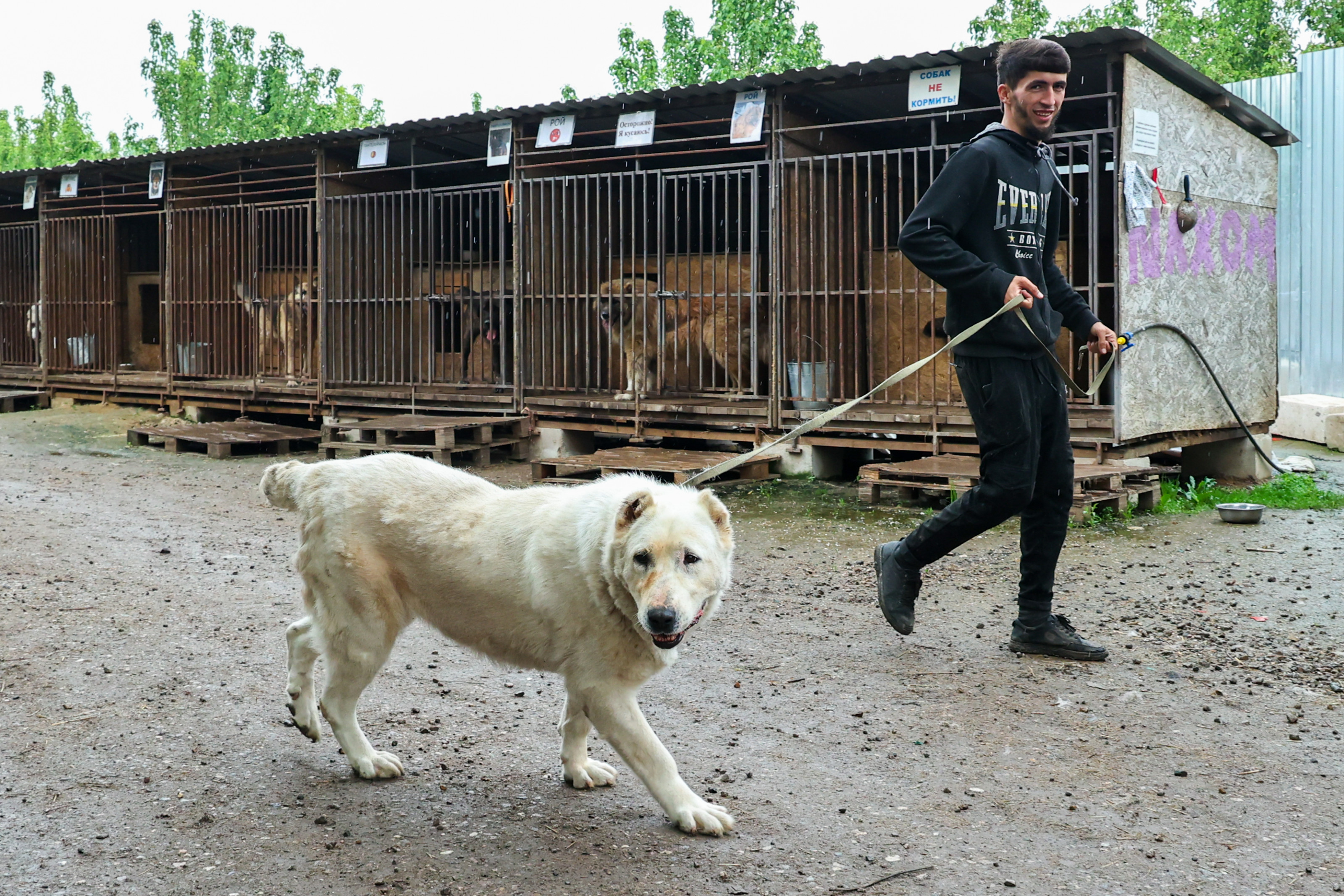 Хозяин угрожает. Приют для животных. Опасные собаки. Потенциально опасные породы собак. Приют для бездомных животных в Аргентине.