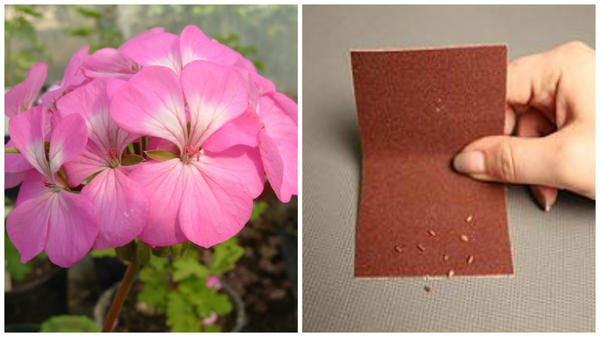 Красавица пеларгония в моем объективе, слева скарификация семян бегонии наждачной бумагой, фото сайта outdoor.usadbaonline.ru