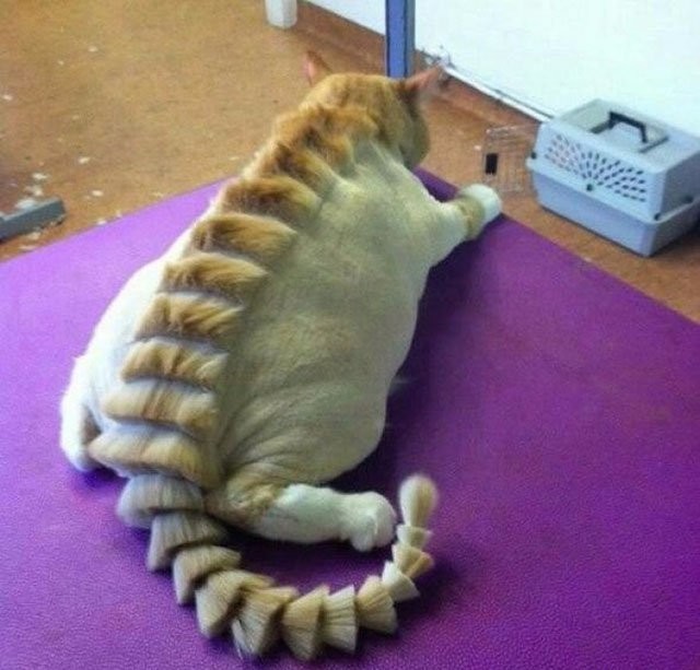 Мой хозяин... ну вы поняли животные, кошки, прикол, фото, хозяева, юмор