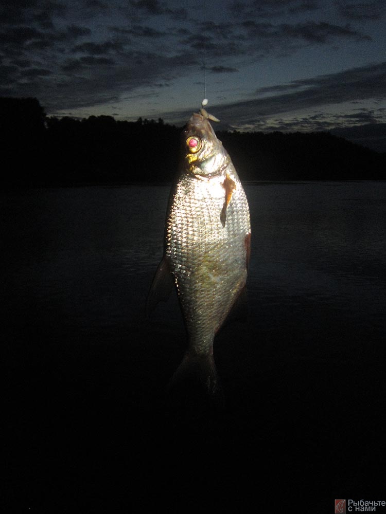Ловить рыбу ночью. Ночная рыбалка. Ночная рыбалка рыба. Ночная рыбалка на леща. Ловля ночью.