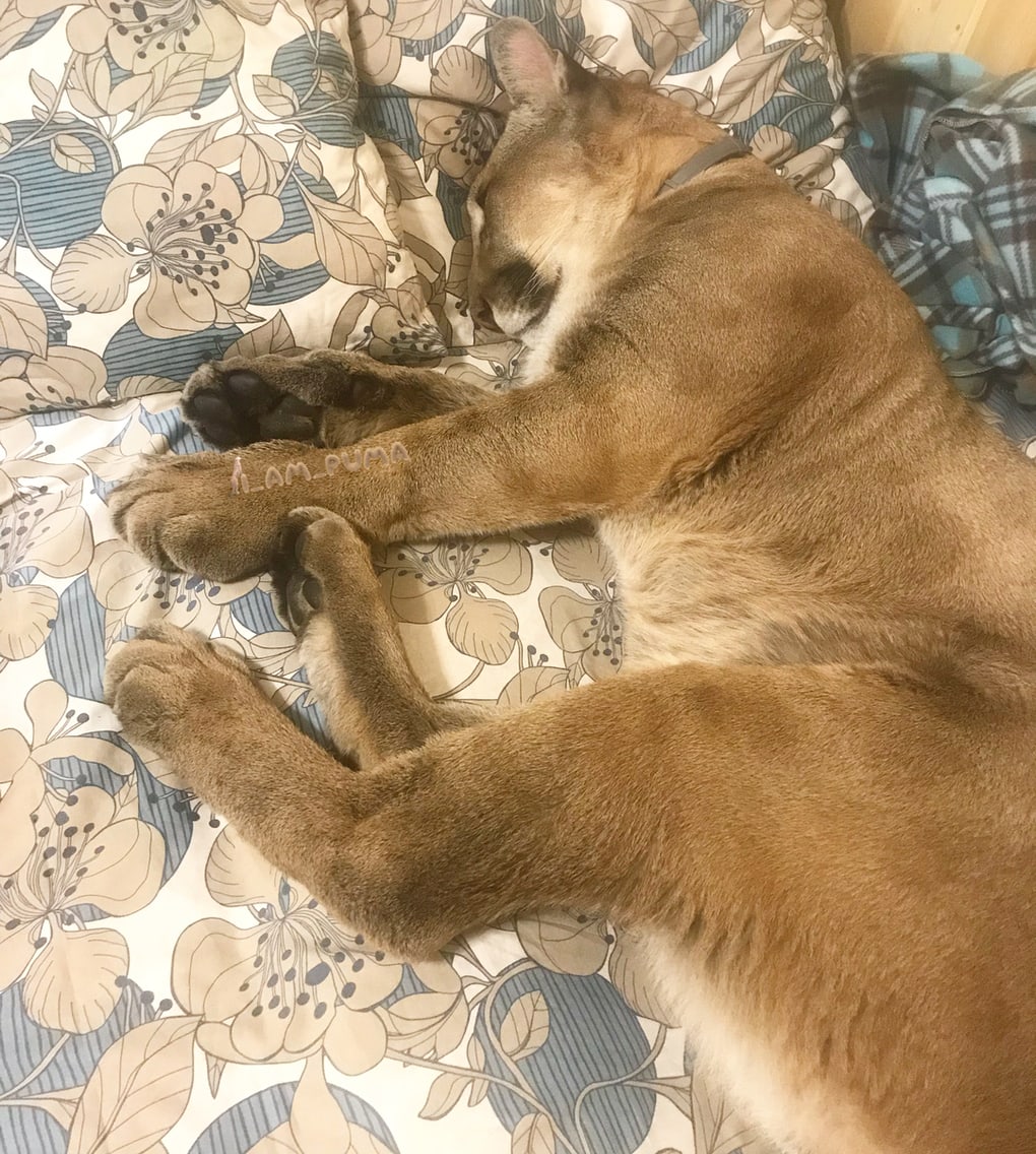 Пара забрала пуму из саранского контактного зоопарка и превратила её в разбалованного домашнего кота Пара забрала пуму из саранского контактного зоопарка и превратила её в разбалованного домашнего кота животные