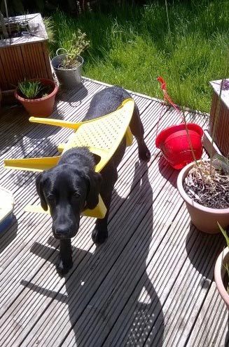 25 смешных животных попавших в неловкие ситуации 25 смешных животных попавших в неловкие ситуации