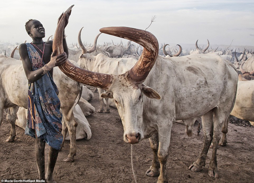 Африканское племя, которое использует коров в качестве валюты