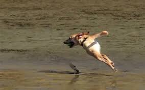 Спецслужбы рассекретили фотоулики маскировки пришельцев под собак! 