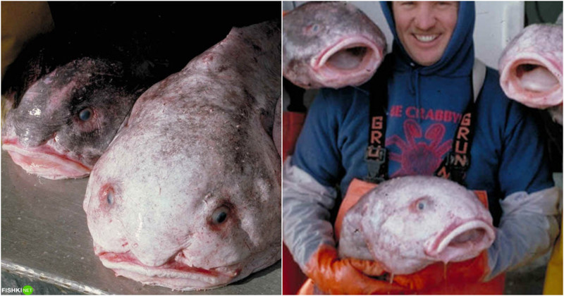 Белокрылый психролют животные, названия, прикол, смешное, факты