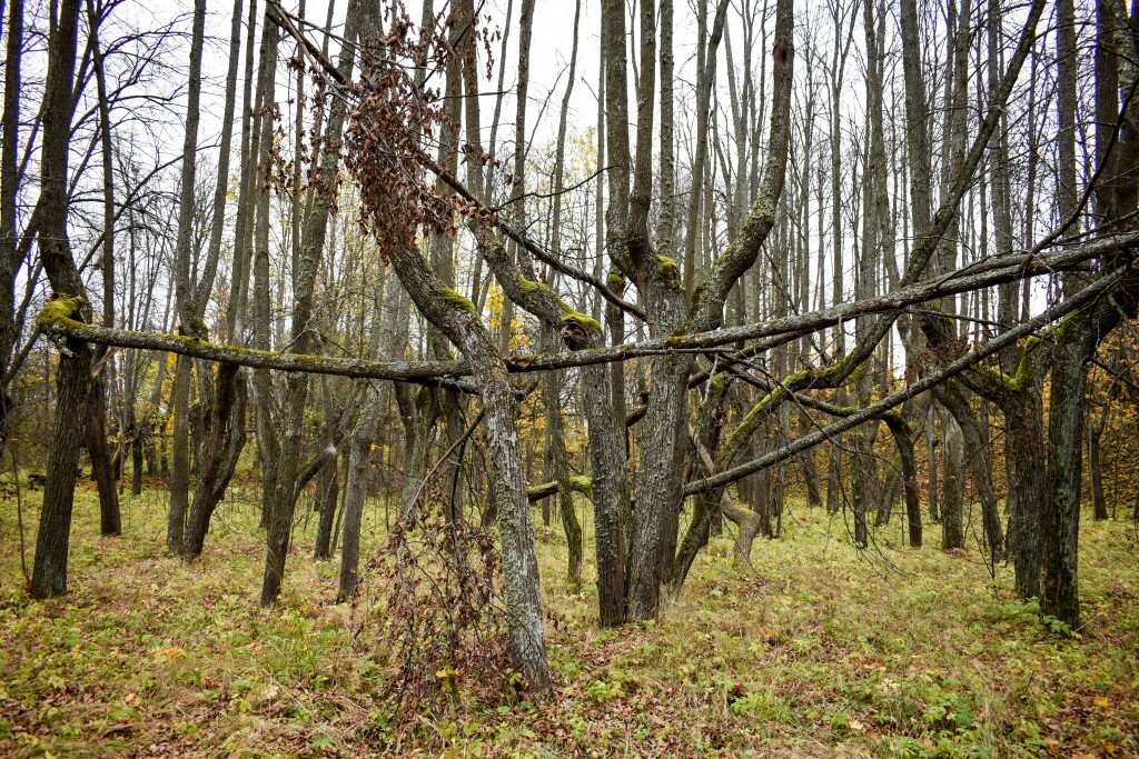 Гурьево - Воскресенское + Ярополец 