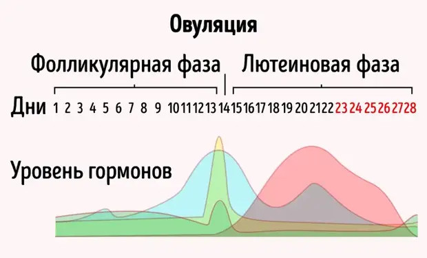 9 неочевидных фактов о женском организме, знание которых может решить кучу проблем может, могут, время, организме, организм, цикла, менструального, груди, зависит, Существует, женском, можете, результате, например, менструальный, только, энергии, Однако, скорее, именно