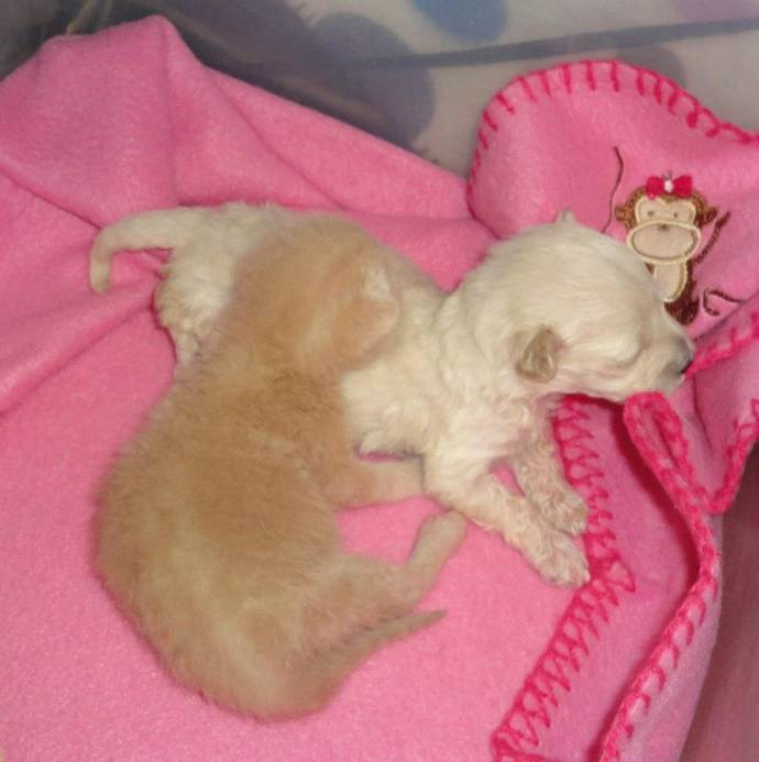 Котенок и щенок с рождения вместе