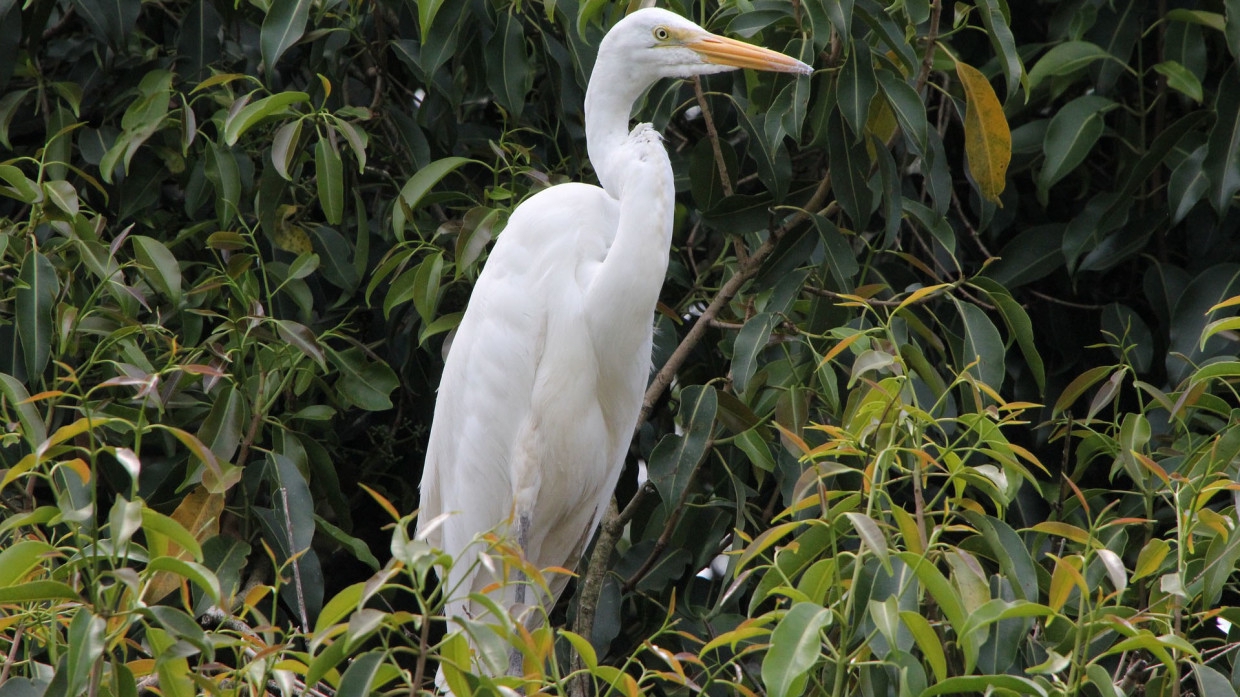 Сотрудники Омского зоопарка устроят праздник для журавля Батырбека