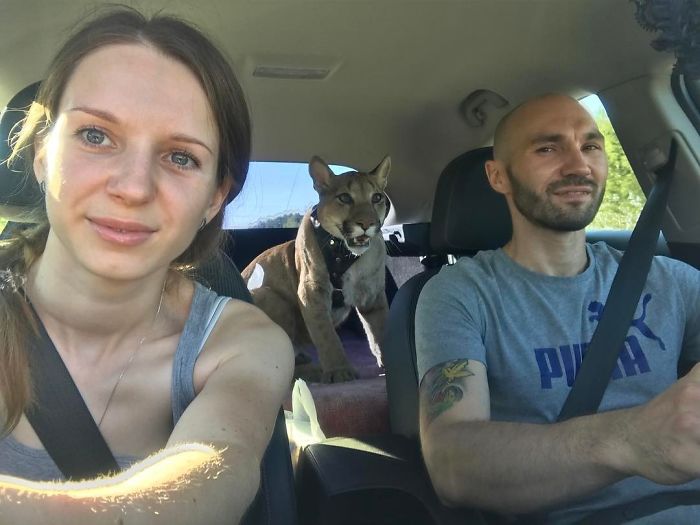 Пара забрала пуму из саранского контактного зоопарка и превратила её в разбалованного домашнего кота Пара забрала пуму из саранского контактного зоопарка и превратила её в разбалованного домашнего кота животные