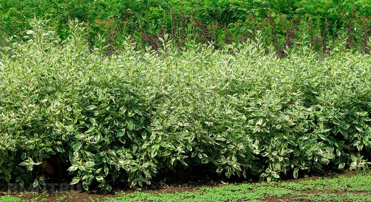 Плюсы и минусы живой изгороди на участке благоустройство территории,живая изгородь,ландшафтный дизайн