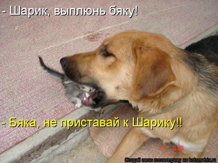 Котоматрица. Мысли вслух :) 