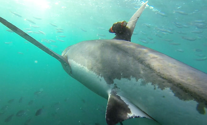 Ученые показали охоту акул от первого лица: камеру установили на спину акула,Видео,камера,океан,охота акул,Пространство